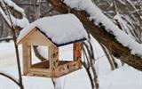 1640926527_3-pofoto-club-p-kormushka-dlya-ptits-zimoi-svoimi-rukami-f-9