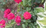 изображение_viber_2026-06-25_13-19-06-303